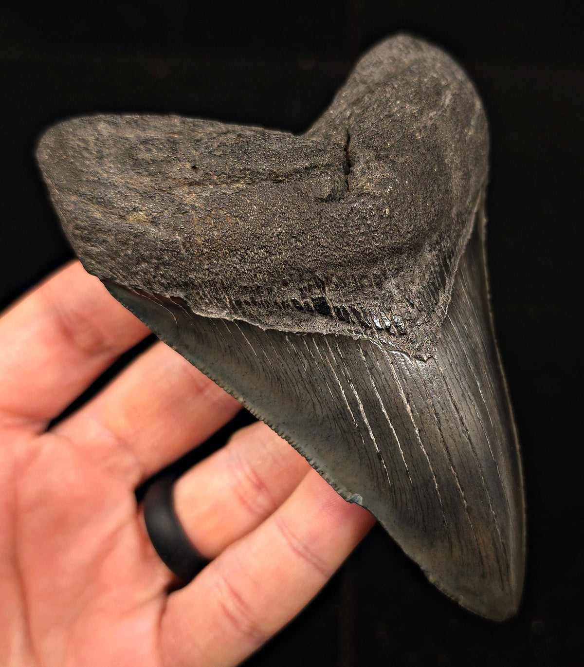 Authentic 4.63" Fossil Megalodon Tooth - Charleston, South Carolina - Fossil Driven