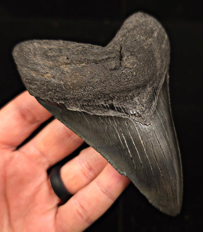 Authentic 4.63" Fossil Megalodon Tooth - Charleston, South Carolina - Fossil Driven