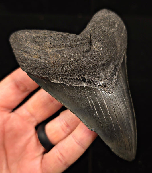 Authentic 4.63" Fossil Megalodon Tooth - Charleston, South Carolina - Fossil Driven