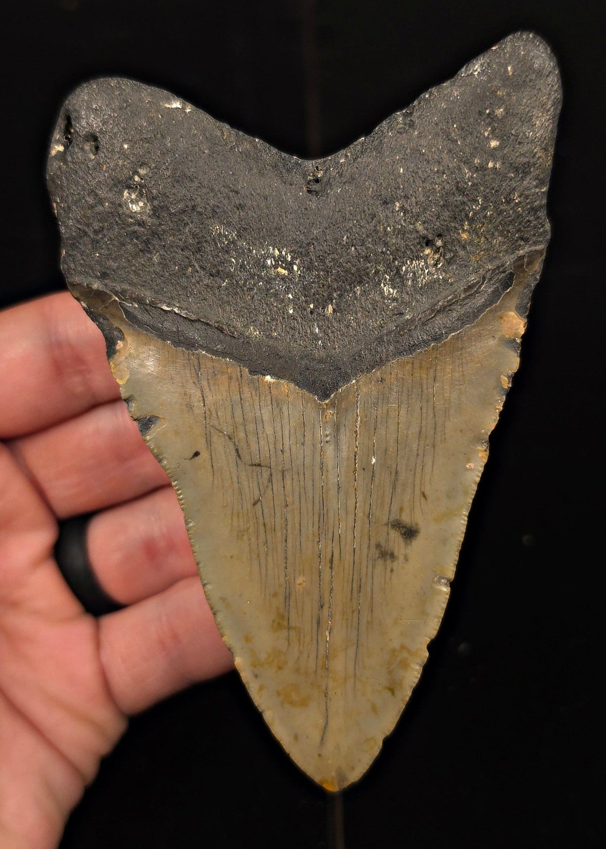 Authentic, 4.65" Fossil Megalodon Tooth - Meg Ledge, North Carolina - Fossil Driven
