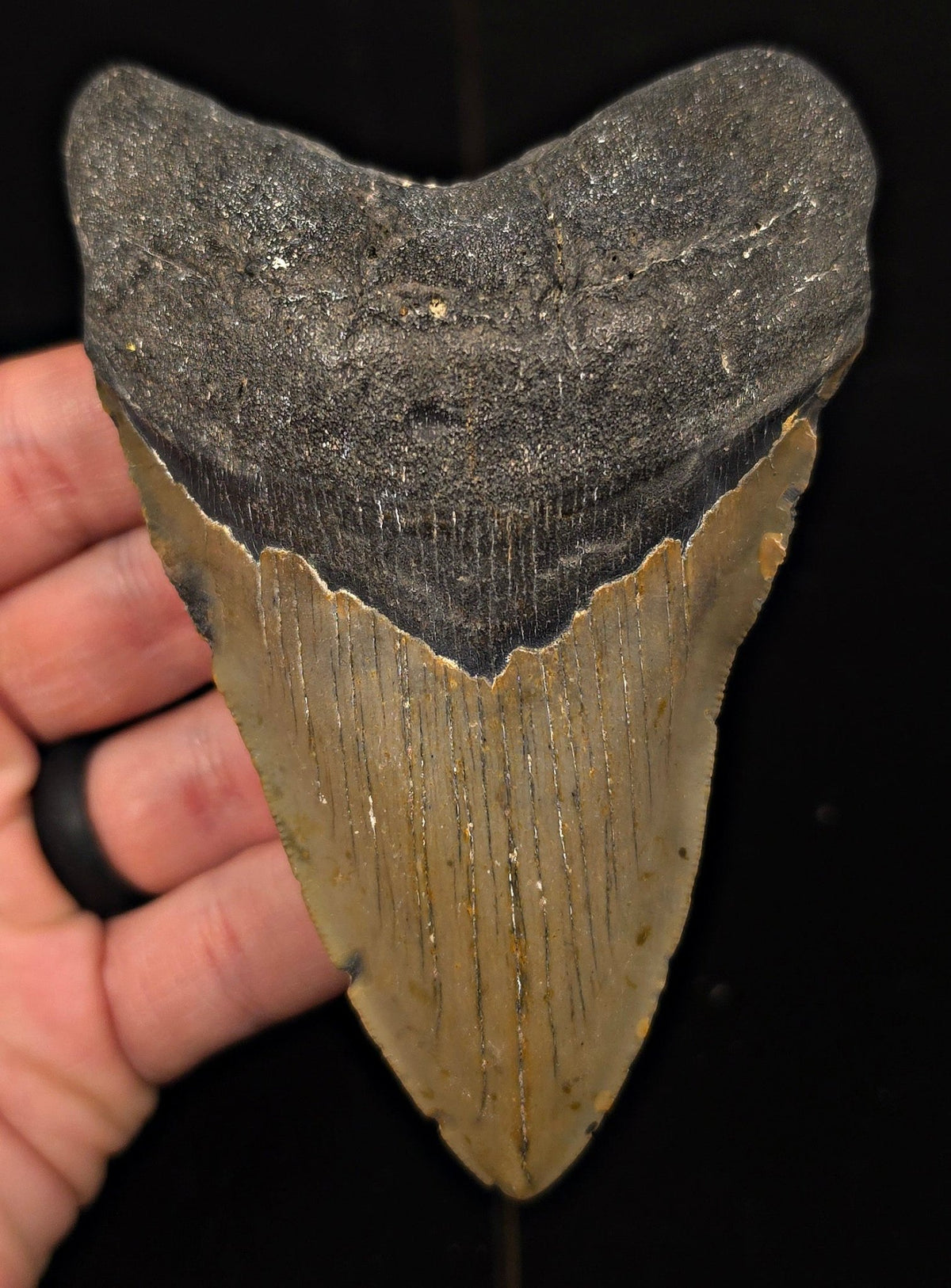 Authentic, 4.65" Fossil Megalodon Tooth - Meg Ledge, North Carolina - Fossil Driven