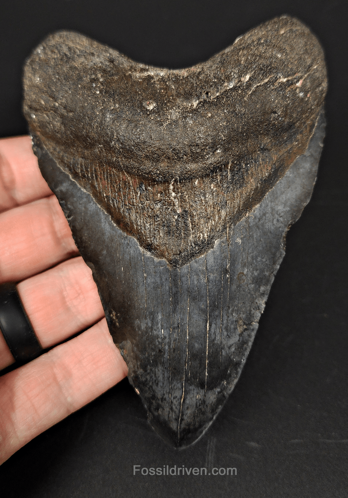 Authentic, 4.67" Fossil Megalodon Tooth - Venice, Florida - Fossil Driven