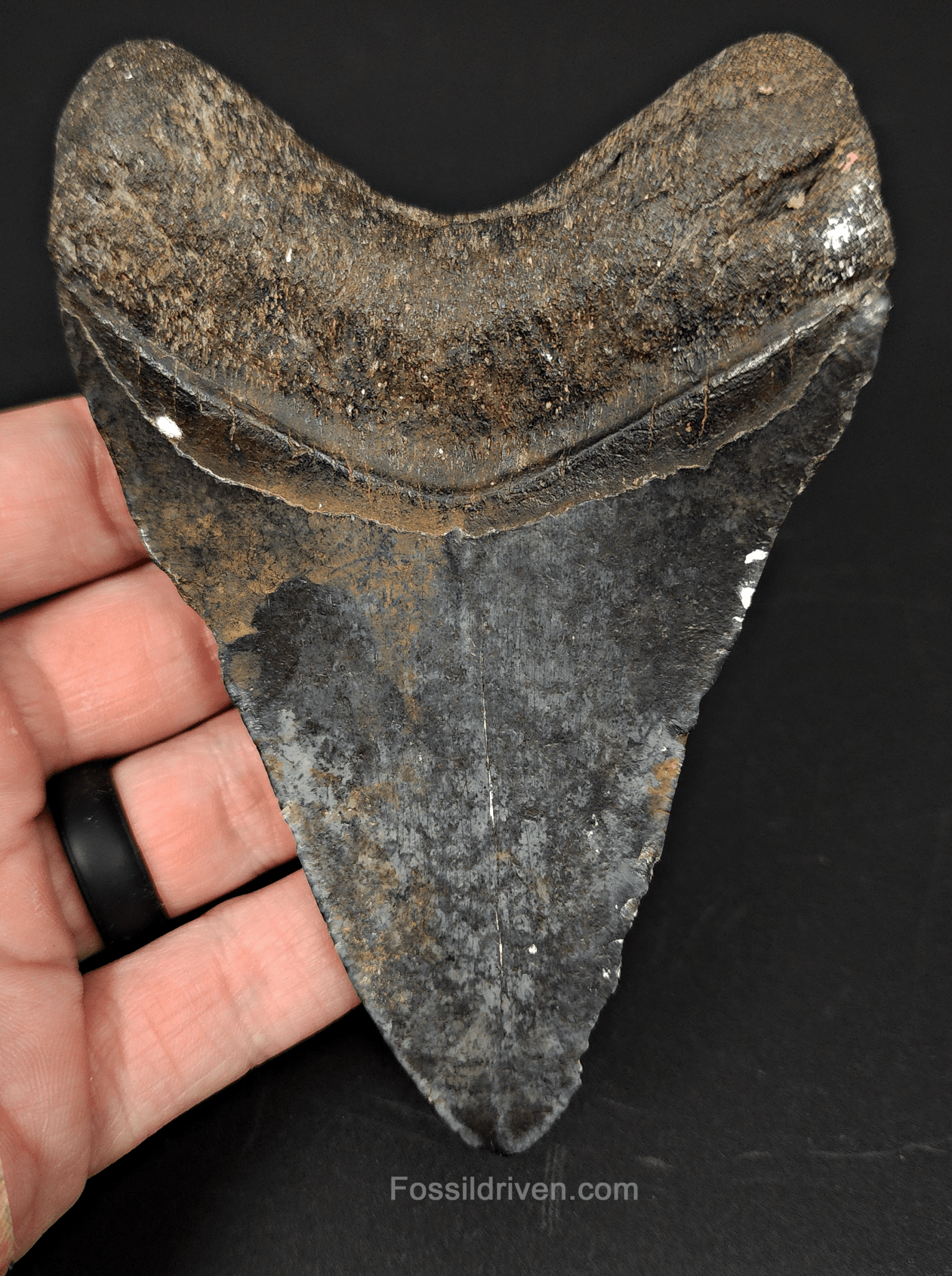 Authentic, 4.67" Fossil Megalodon Tooth - Venice, Florida - Fossil Driven