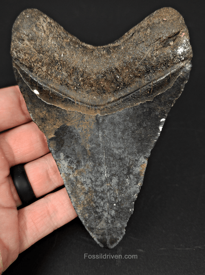 Authentic, 4.67" Fossil Megalodon Tooth - Venice, Florida - Fossil Driven