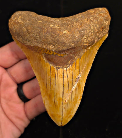 Authentic, 4.68" Fossil Megalodon Tooth - Java, Indonesia - Fossil Driven