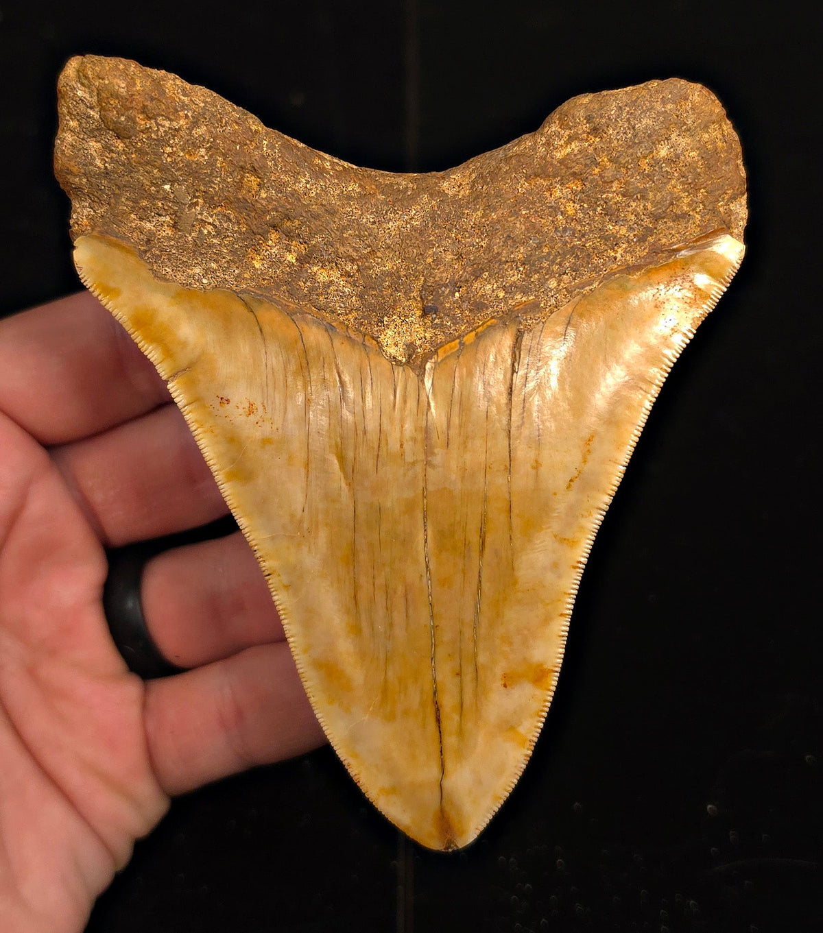 Authentic, 4.68" Fossil Megalodon Tooth - Java, Indonesia - Fossil Driven