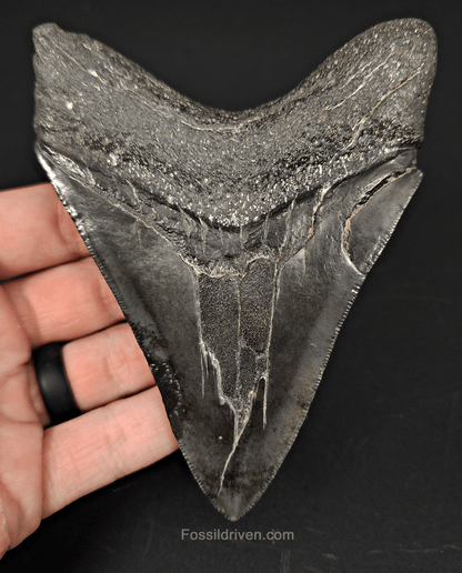 Authentic, 4.68" Fossil Megalodon Tooth - South Carolina - Fossil Driven