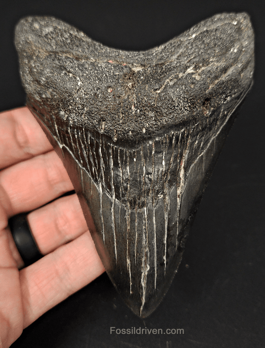 Authentic, 4.68" Fossil Megalodon Tooth - South Carolina - Fossil Driven