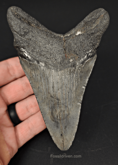 Authentic, 4.68" Fossil Megalodon Tooth - South Carolina - Fossil Driven