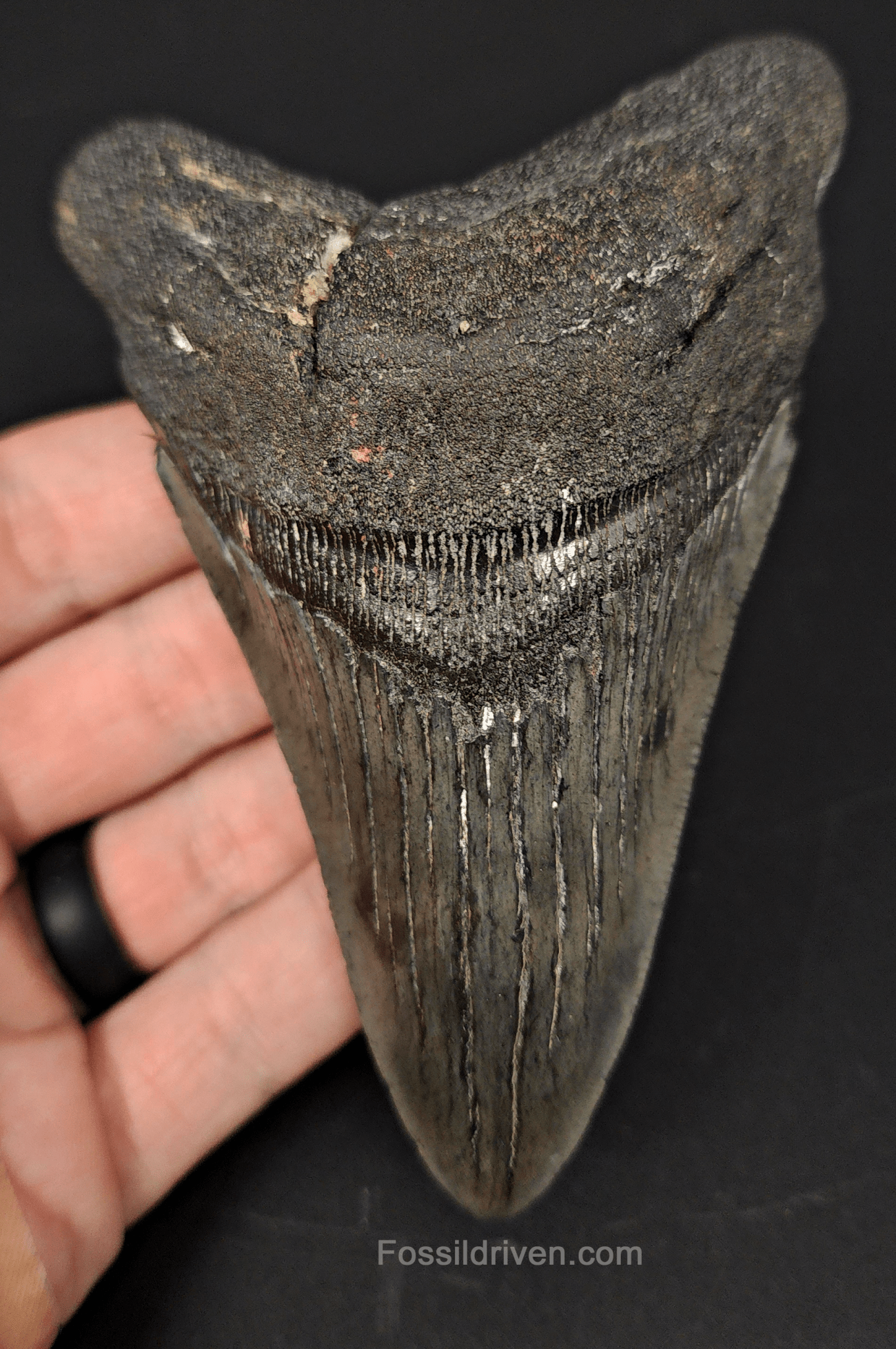 Authentic, 4.68" Fossil Megalodon Tooth - South Carolina - Fossil Driven