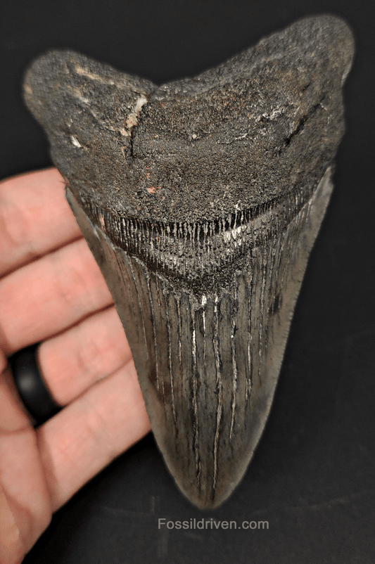 Authentic, 4.68" Fossil Megalodon Tooth - South Carolina - Fossil Driven