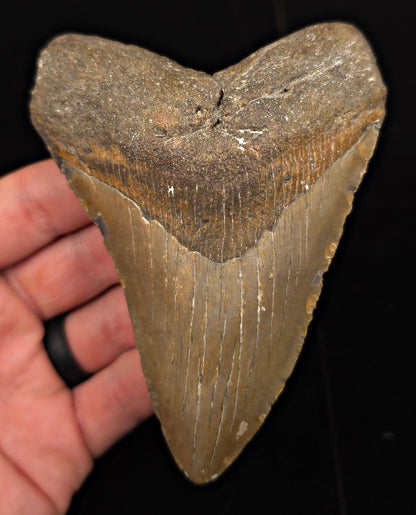 Authentic, 4.70" Fossil Megalodon Tooth - Meg Ledge, North Carolina - Fossil Driven