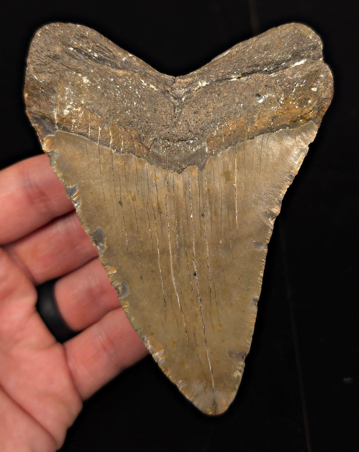 Authentic, 4.70" Fossil Megalodon Tooth - Meg Ledge, North Carolina - Fossil Driven