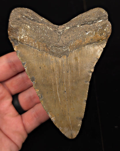 Authentic, 4.70" Fossil Megalodon Tooth - Meg Ledge, North Carolina - Fossil Driven