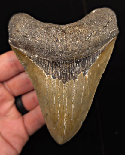 Authentic, 4.71" Fossil Megalodon Tooth - Meg Ledge, North Carolina - Fossil Driven