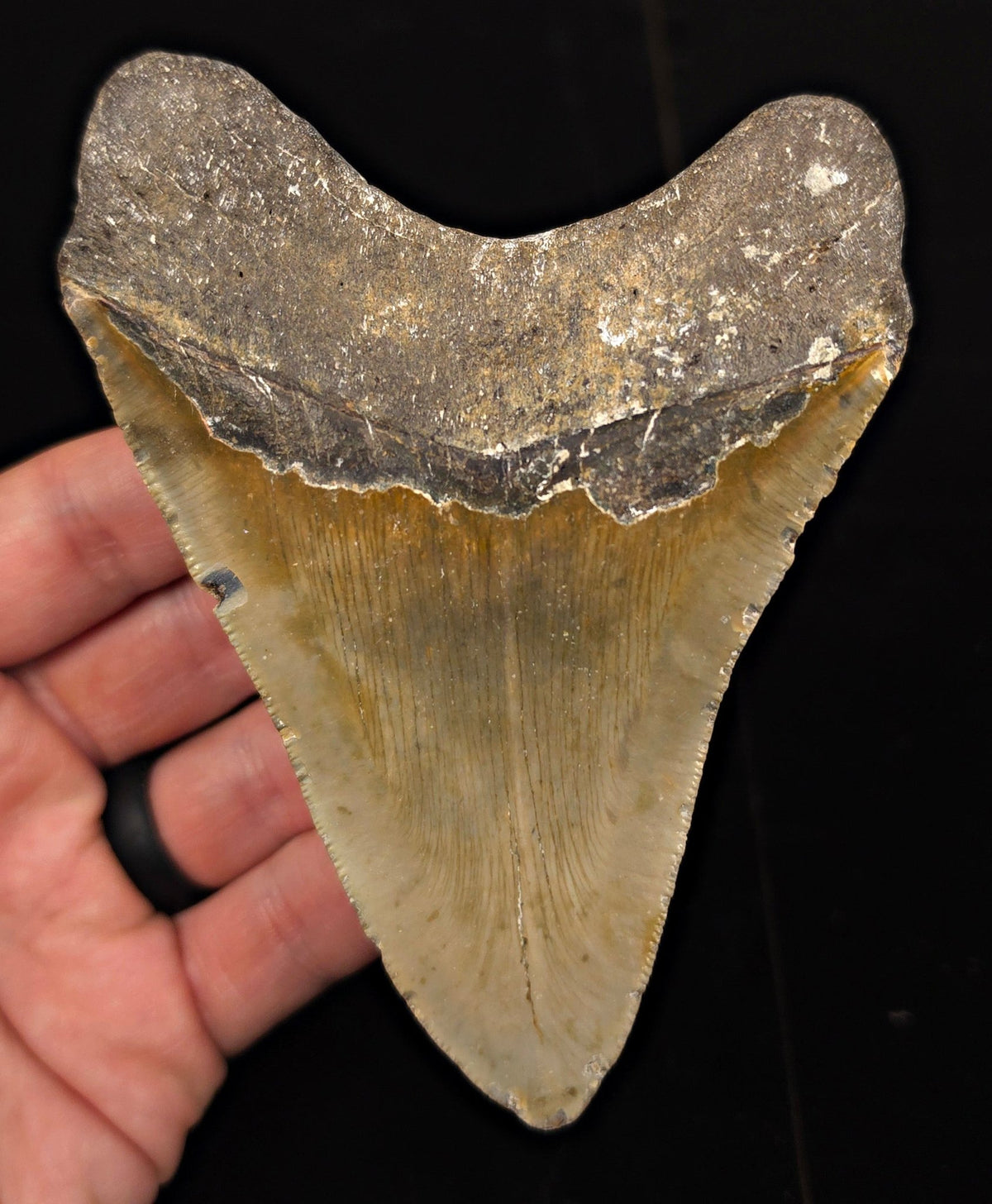 Authentic, 4.71" Fossil Megalodon Tooth - Meg Ledge, North Carolina - Fossil Driven