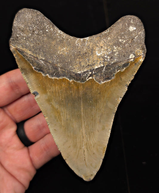 Authentic, 4.71" Fossil Megalodon Tooth - Meg Ledge, North Carolina - Fossil Driven