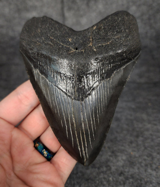 Authentic, 4.71" Fossil Megalodon Tooth - South Carolina - Fossil Driven