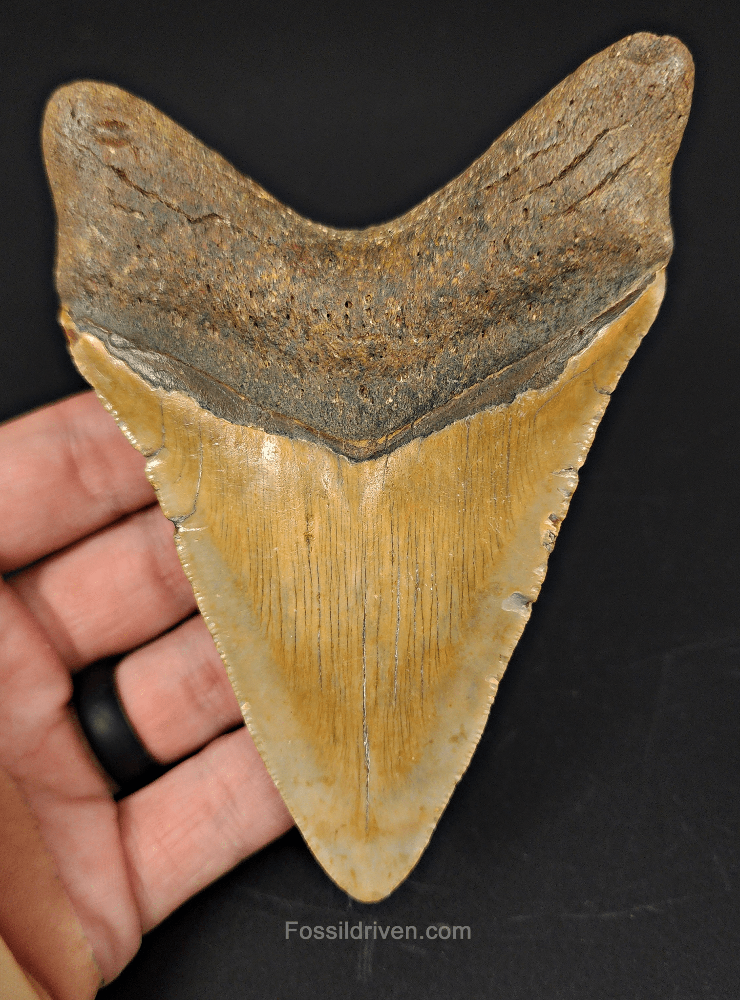 Authentic, 4.73" Fossil Megalodon Tooth - Meg Ledge - Fossil Driven