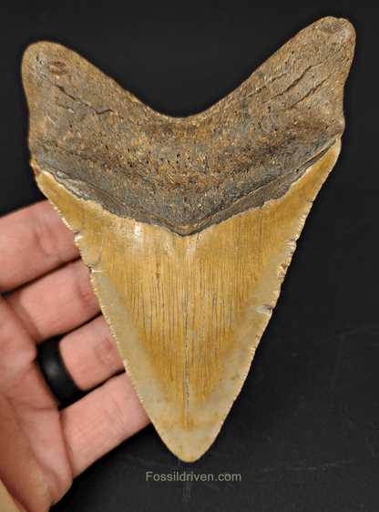 Authentic, 4.73" Fossil Megalodon Tooth - Meg Ledge - Fossil Driven
