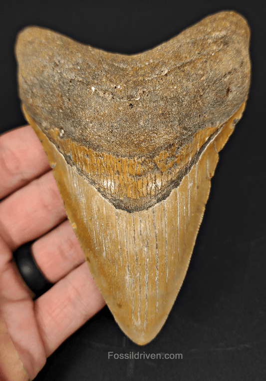 Authentic, 4.73" Fossil Megalodon Tooth - Meg Ledge - Fossil Driven