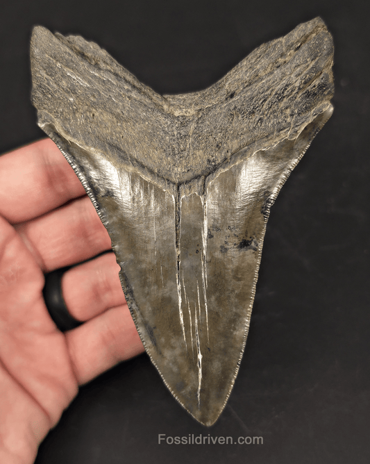 Authentic 4.74" Fossil Megalodon Tooth - Charleston, South Carolina - Fossil Driven
