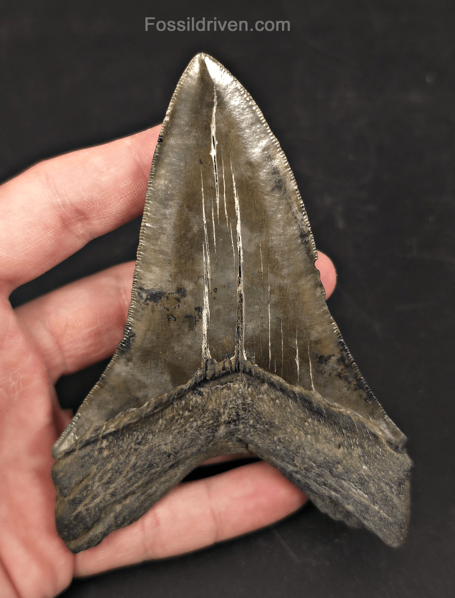 Authentic 4.74" Fossil Megalodon Tooth - Charleston, South Carolina - Fossil Driven