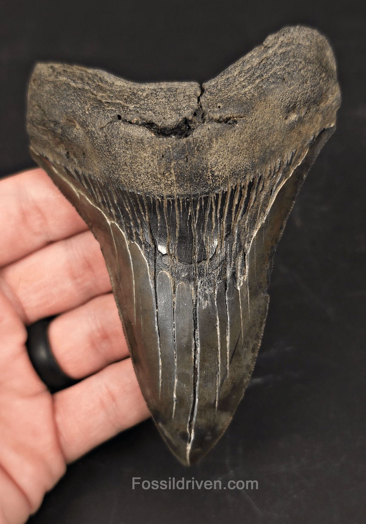 Authentic 4.74" Fossil Megalodon Tooth - Charleston, South Carolina - Fossil Driven