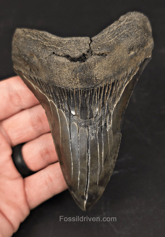 Authentic 4.74" Fossil Megalodon Tooth - Charleston, South Carolina - Fossil Driven