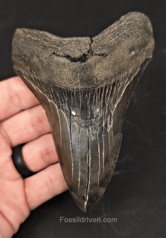 Authentic 4.74" Fossil Megalodon Tooth - Charleston, South Carolina - Fossil Driven