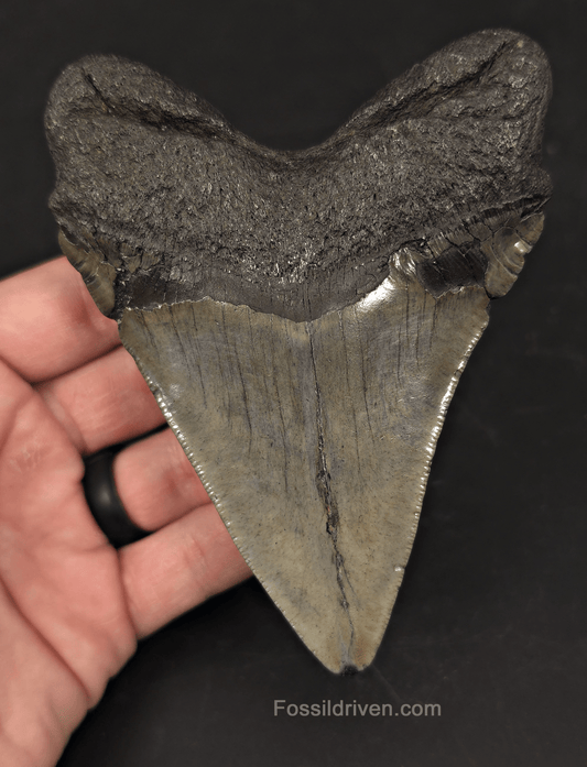 Authentic 4.75" Fossil Megalodon Tooth - Charleston, South Carolina - Fossil Driven