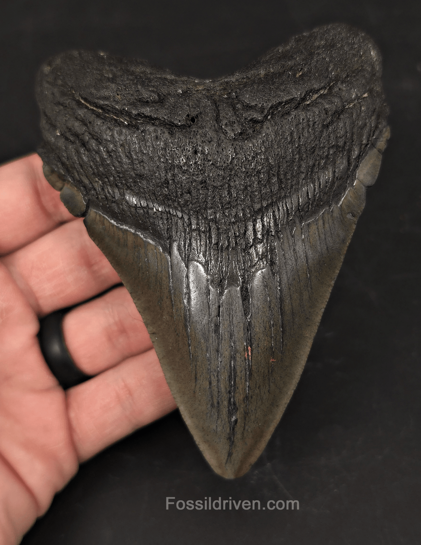 Authentic 4.75" Fossil Megalodon Tooth - Charleston, South Carolina - Fossil Driven