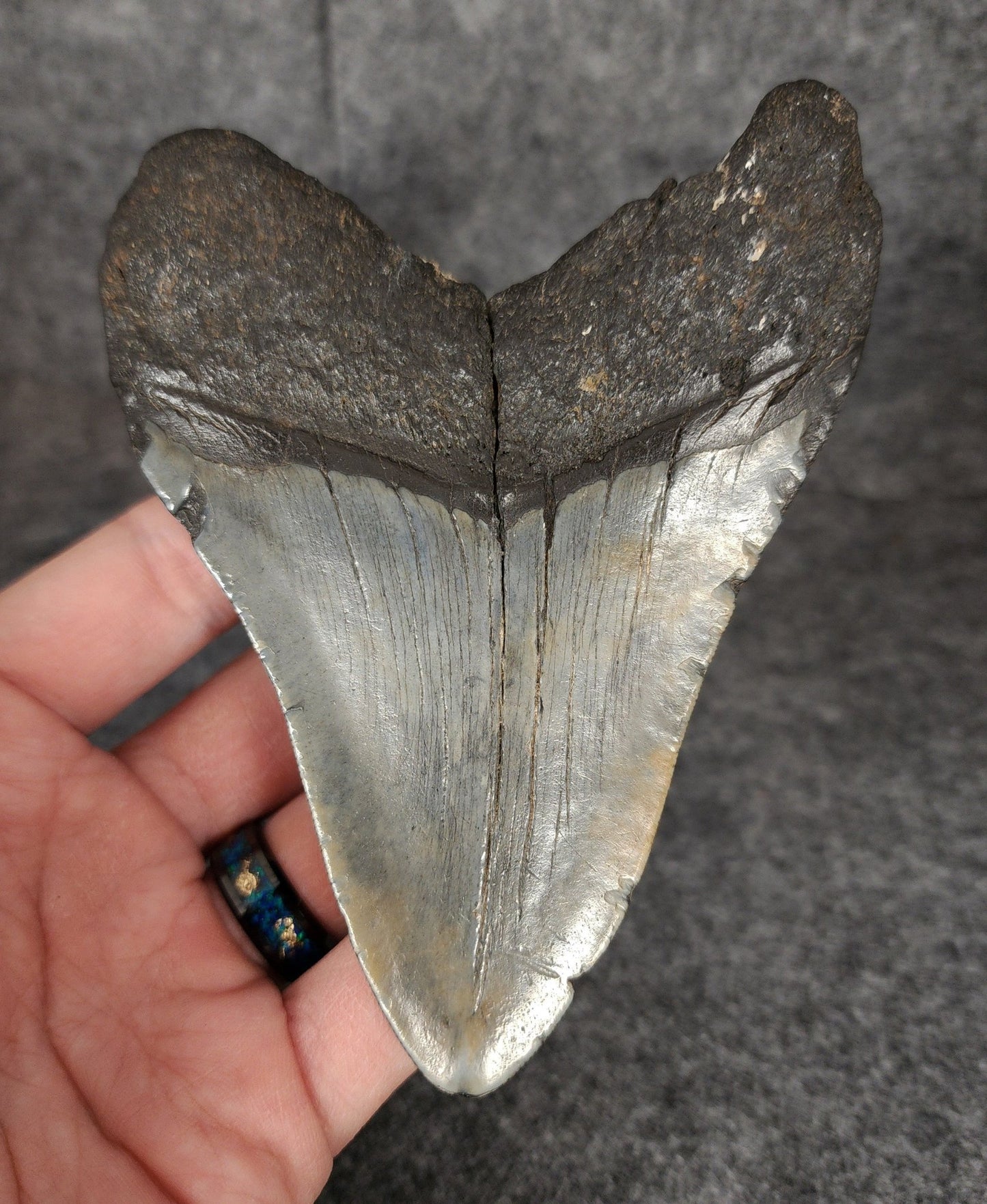 Authentic, 4.76" Fossil Megalodon Tooth - South Carolina - Fossil Driven