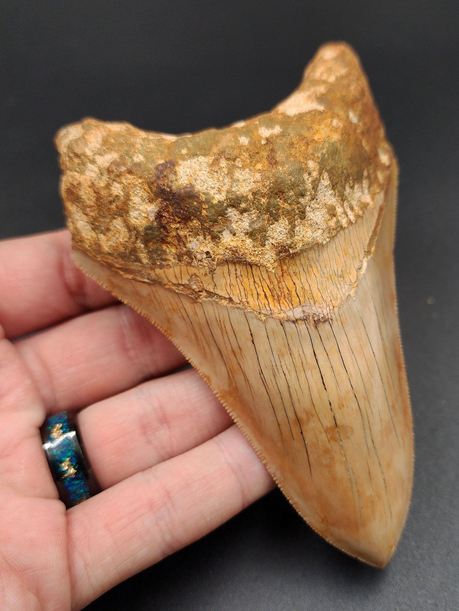 Authentic, 4.77" Fossil Megalodon Tooth - Indonesia - Fossil Driven
