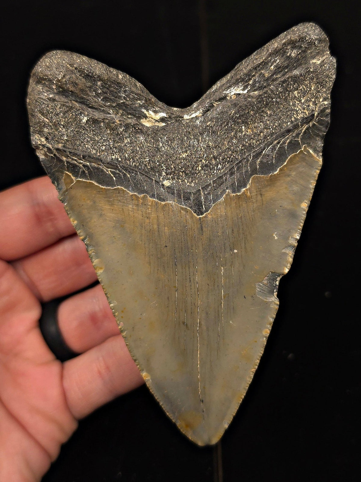 Authentic, 4.77" Fossil Megalodon Tooth - Meg Ledge, North Carolina - Fossil Driven