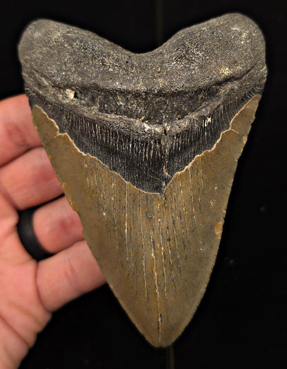 Authentic, 4.77" Fossil Megalodon Tooth - Meg Ledge, North Carolina - Fossil Driven