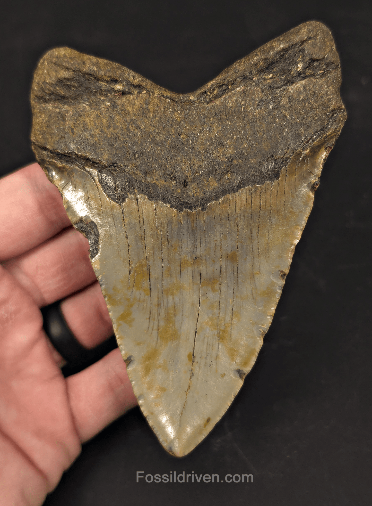 Authentic, 4.78" Fossil Megalodon Tooth - Meg Ledge, North Carolina - Fossil Driven