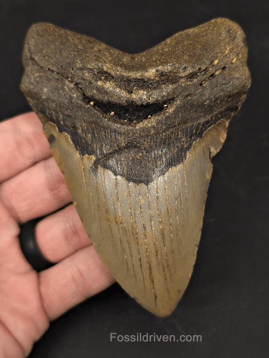 Authentic, 4.78" Fossil Megalodon Tooth - Meg Ledge, North Carolina - Fossil Driven