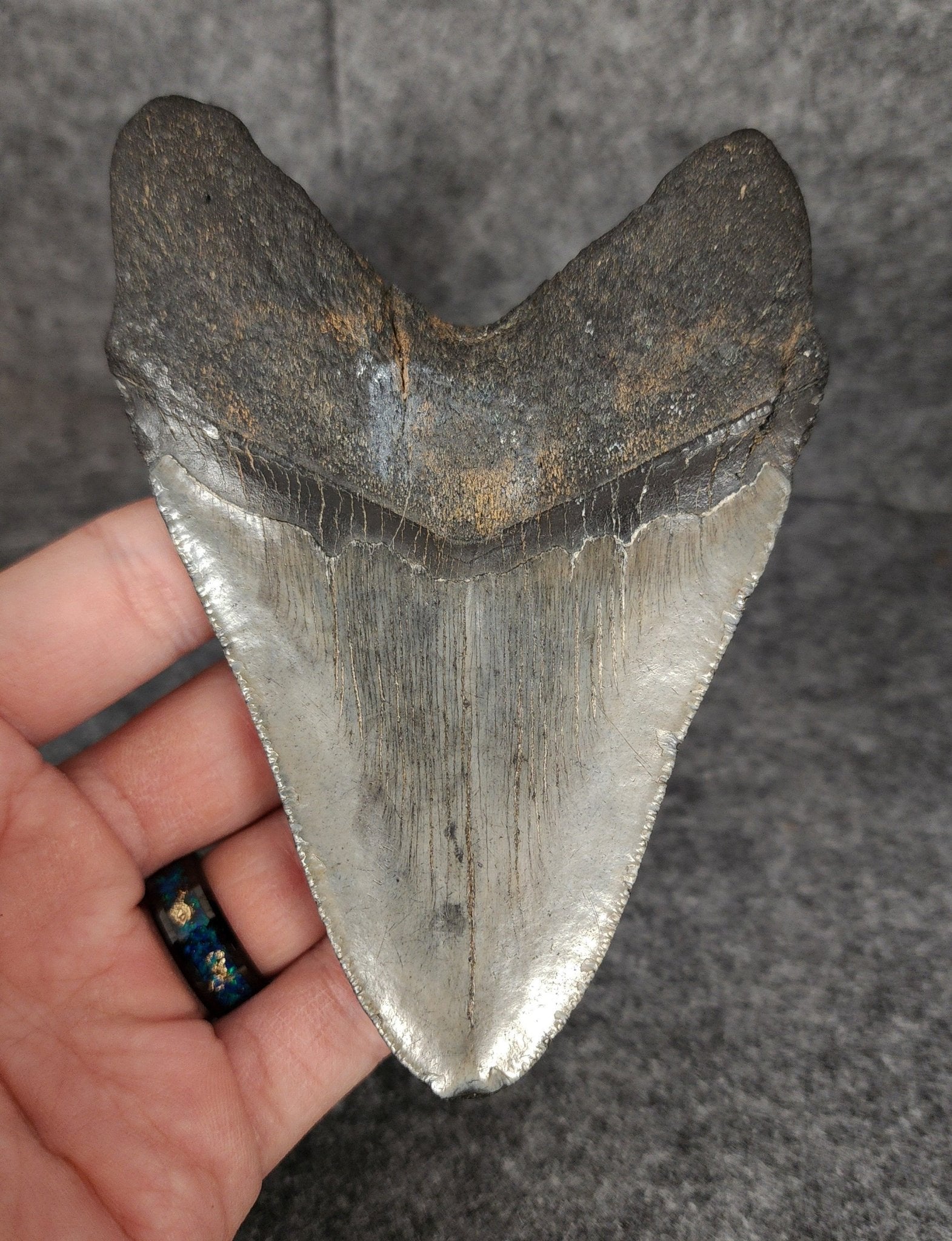 Authentic, 4.78" Fossil Megalodon Tooth - South Carolina - Fossil Driven