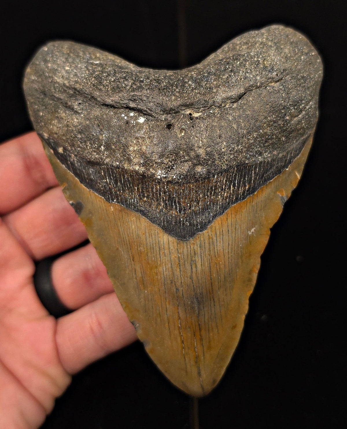 Authentic, 4.79" Fossil Megalodon Tooth - Meg Ledge, North Carolina - Fossil Driven