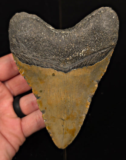 Authentic, 4.79" Fossil Megalodon Tooth - Meg Ledge, North Carolina - Fossil Driven