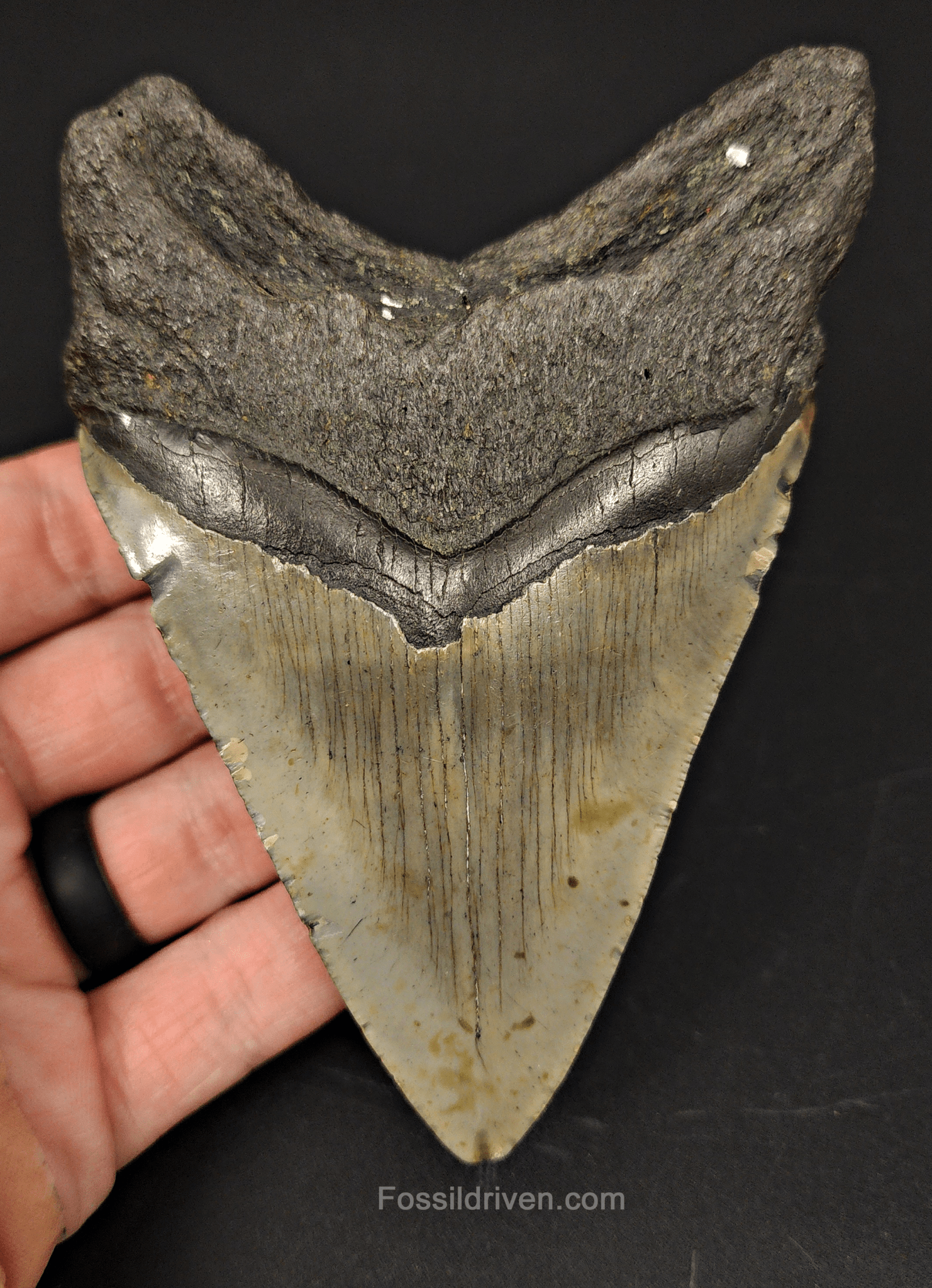 Authentic, 4.82" Fossil Megalodon Tooth - Meg Ledge - Fossil Driven