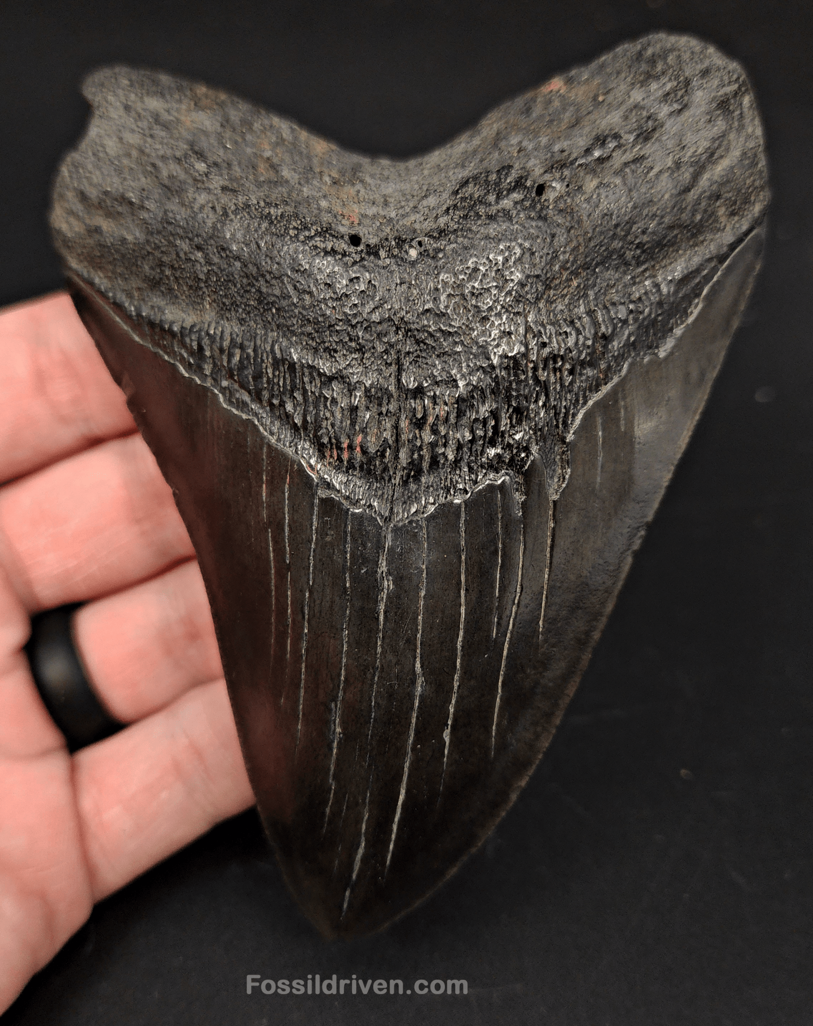 Authentic, 4.82" Fossil Megalodon Tooth - South Carolina - Fossil Driven