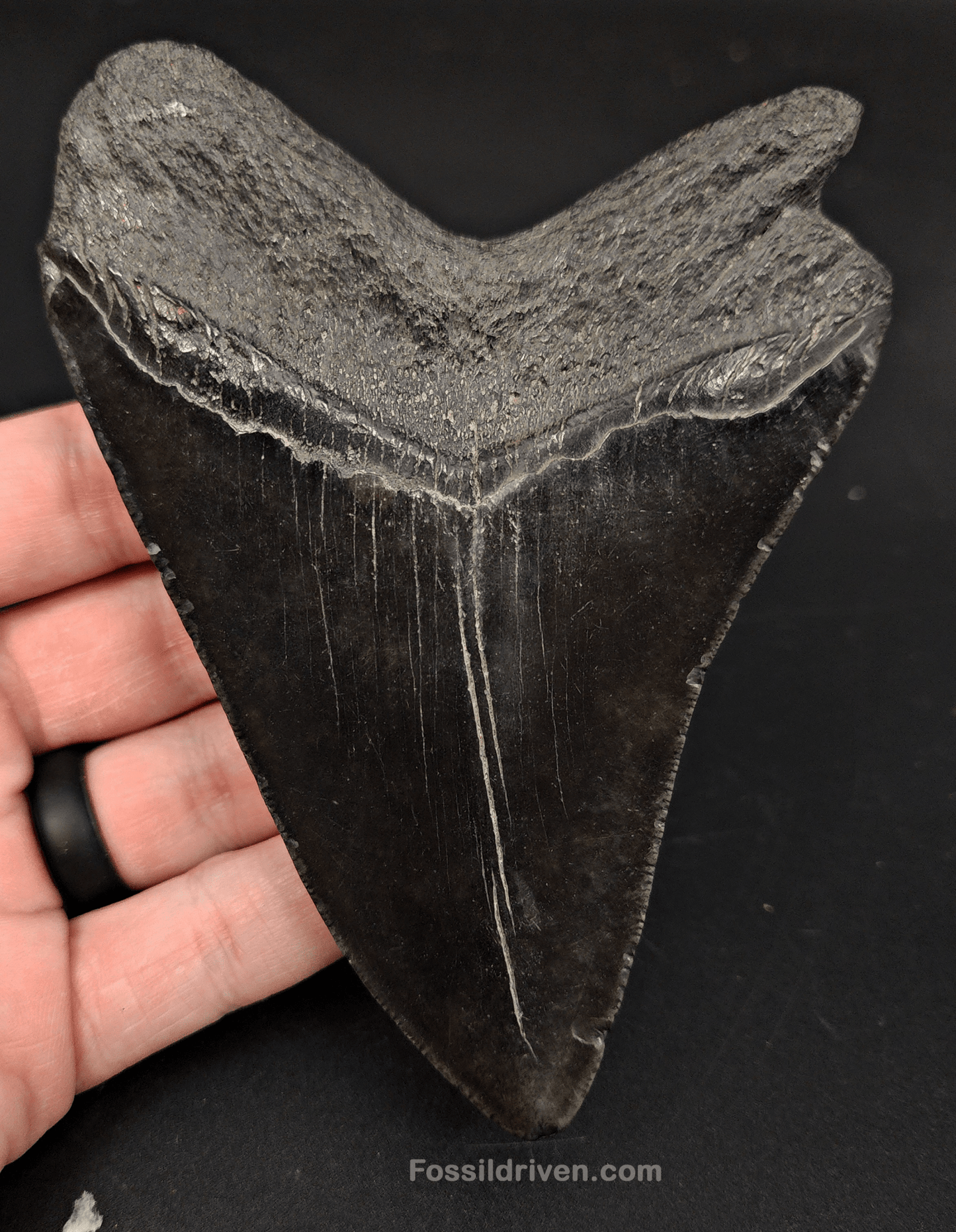 Authentic, 4.82" Fossil Megalodon Tooth - South Carolina - Fossil Driven