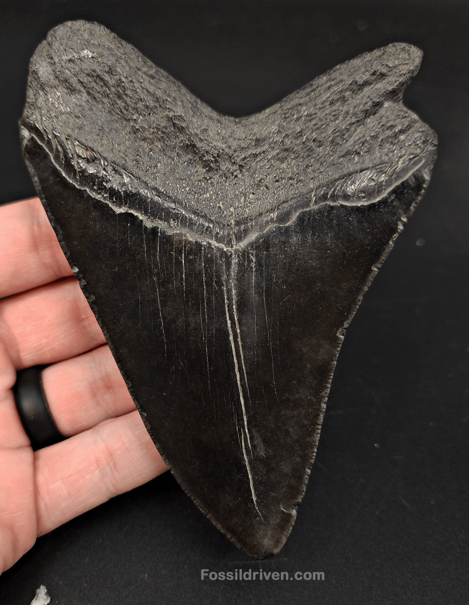 Authentic, 4.82" Fossil Megalodon Tooth - South Carolina - Fossil Driven