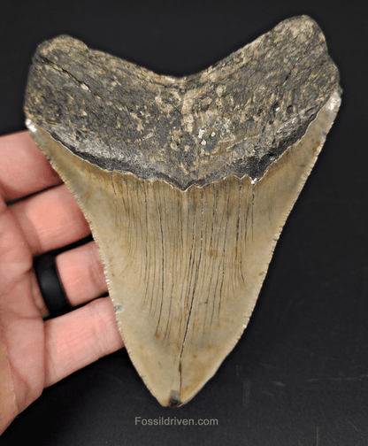 Authentic, 4.84" Fossil Megalodon Tooth - Meg Ledge - Fossil Driven