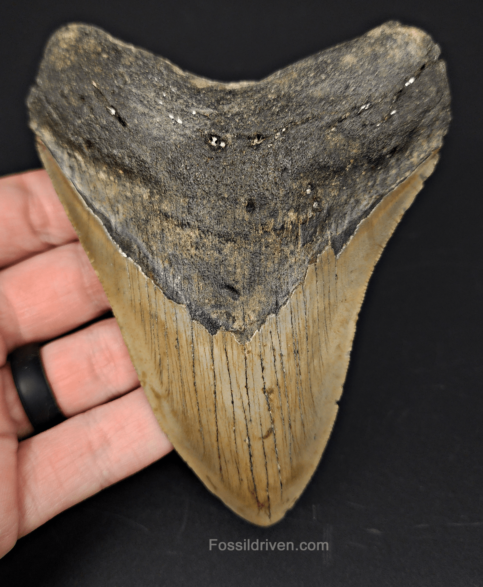 Authentic, 4.84" Fossil Megalodon Tooth - Meg Ledge - Fossil Driven
