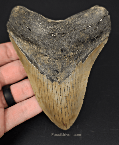 Authentic, 4.84" Fossil Megalodon Tooth - Meg Ledge - Fossil Driven