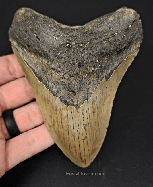 Authentic, 4.84" Fossil Megalodon Tooth - Meg Ledge - Fossil Driven
