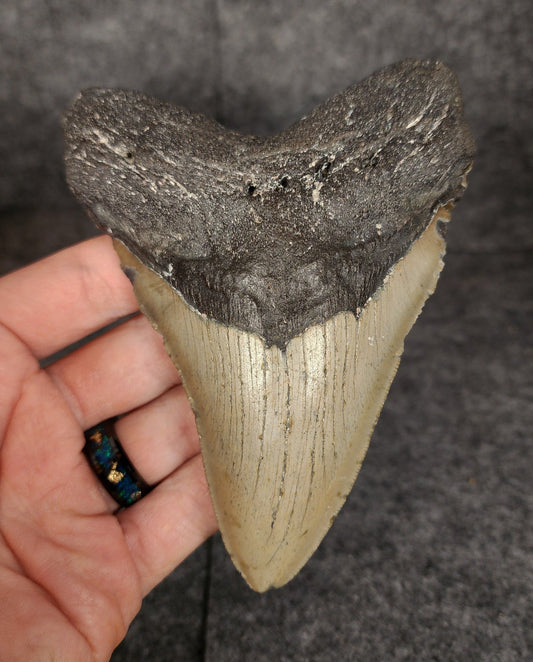 Authentic, 4.85" Fossil Megalodon Tooth - Meg Ledge - Fossil Driven